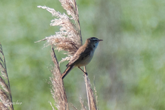 Acrocephalus schoenobaenus