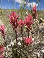 Castilleja angustifolia angustifolia
