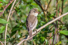 Acrocephalus palustris