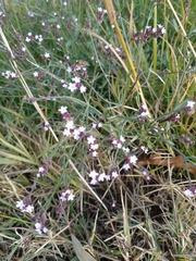 Verbena montevidensis