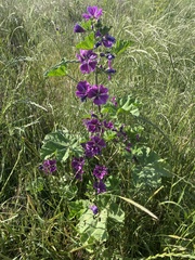 Malva sylvestris mauritiana
