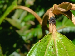 Salticidae