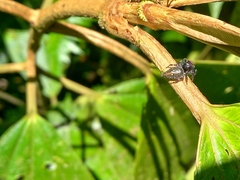 Salticidae