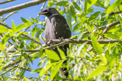 Corvus monedula