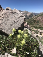 Castilleja occidentalis