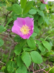 Rosa acicularis