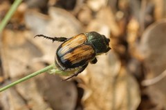 Anisoplia tempestiva