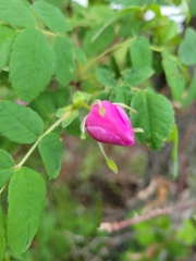 Rosa acicularis