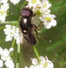 Cheilosia pagana