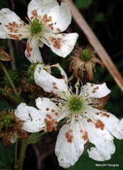 Rubus cuneifolius image