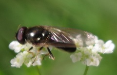 Cheilosia pagana