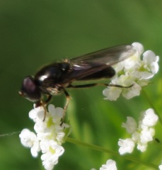 Cheilosia pagana