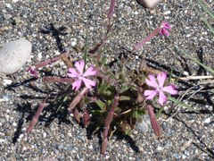 Silene cambessedesii