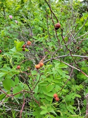 Rosa acicularis
