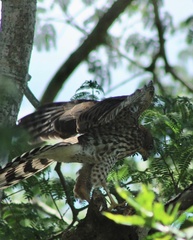 Accipiter cooperii image