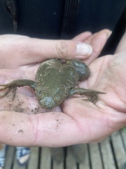 Xenopus muelleri