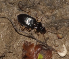 Patrobus longicornis