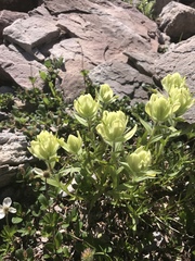 Castilleja occidentalis