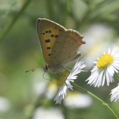 Lycaena phlaeas