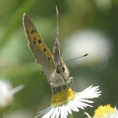 Lycaena phlaeas