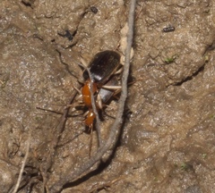 Brachinus adustipennis