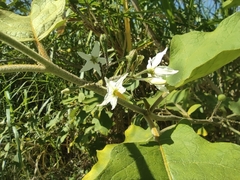 Solanum torvum image