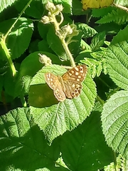 Pararge aegeria