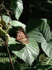 Pararge aegeria