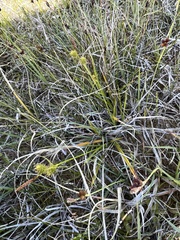 Carex lepidocarpa