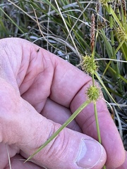 Carex lepidocarpa