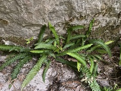 Blechnum polypodioides