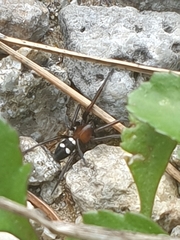 Titanoeca quadriguttata