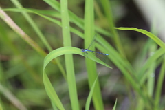 Chromagrion conditum