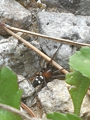 Titanoeca quadriguttata