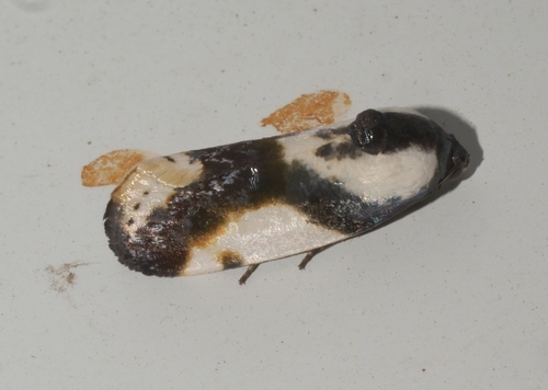 Tarache delecta