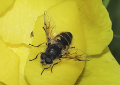 Eristalis brousii