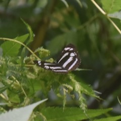 Neptis narayana