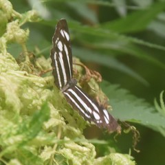 Neptis narayana