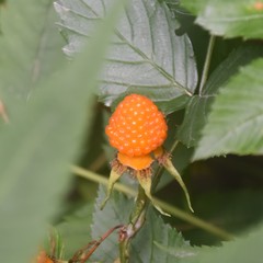 Rubus ellipticus