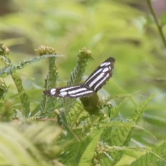 Neptis narayana