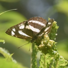 Neptis narayana