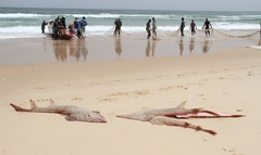 Glaucostegus cemiculus