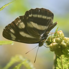 Neptis narayana