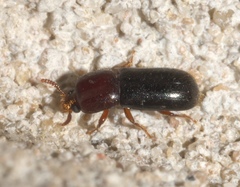 Corticeus thoracicus