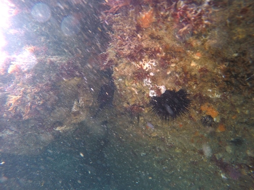 Centrostephanus coronatus