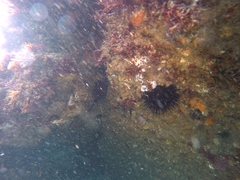 Centrostephanus coronatus