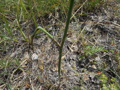 Allium sphaerocephalon