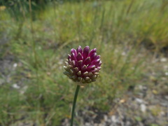 Allium sphaerocephalon