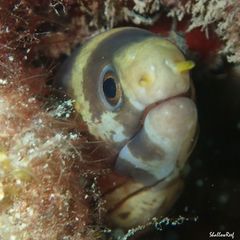 Gymnothorax gracilicauda