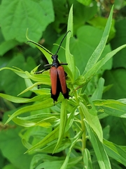 Stenelytrana emarginata